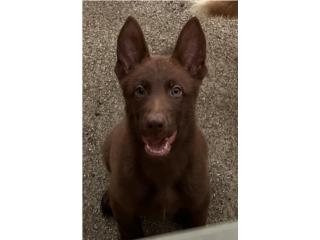 German Shepherd  Puerto Rico