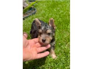 YORKIE TOY NENE  Puerto Rico