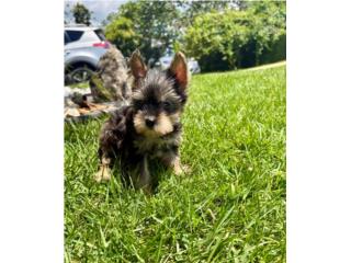 YORKIE TOY NENA  Puerto Rico