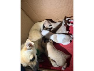 Chihuahua Puerto Rico