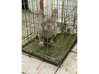 French bulldog frenchie Puerto Rico