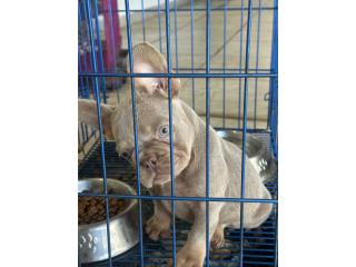 French bulldog frenchie exotico Puerto Rico