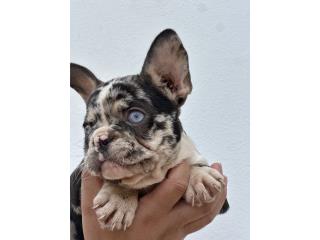 French bulldog frenchie Puerto Rico