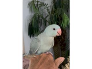 Ringneck Mascota/ADN/ 2 meses Puerto Rico