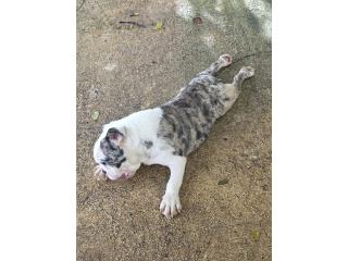 English Bulldog con papeles de pureza Akc  Puerto Rico