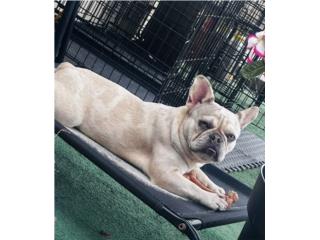 Hembra French Bulldog  Puerto Rico