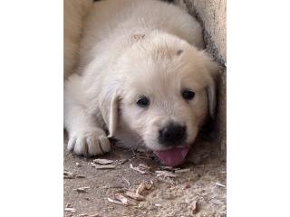 English cream golden retriever Puerto Rico