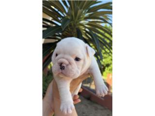 Bulldog  Puerto Rico