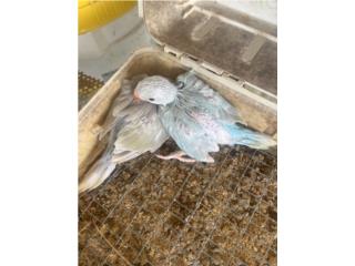 Cotorras bebes ringneck Puerto Rico