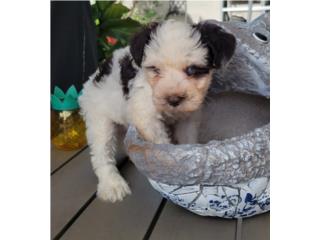 Miniature Schnauzer Liver Party Puerto Rico