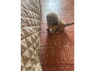 Shih Tzu  Puerto Rico