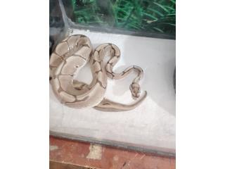Ball python hembra