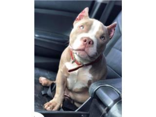 Regalo perro Puerto Rico