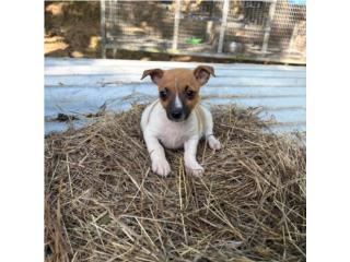 Teddy Roosevelt Terrier  Puerto Rico