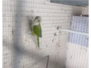 Cotorra macho quaker Puerto Rico