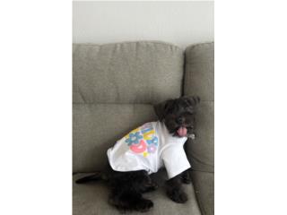 Mini schnauzer Puerto Rico