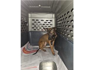 Perrita para adopción  Puerto Rico