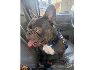 French bulldogs macho Puerto Rico