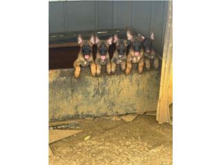 Malinois  Puerto Rico