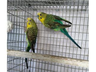 Alas negra pareja probada Puerto Rico