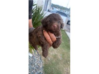 Shipoo Puerto Rico