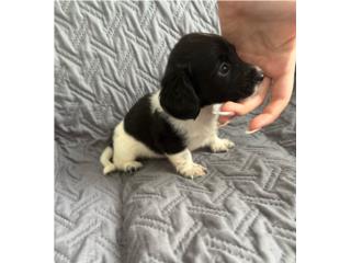 Dachshund (salchicha) macho piebald long Hair Puerto Rico