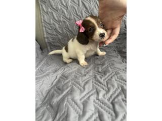 Dachshund (salchicha) hembra long Hair Puerto Rico
