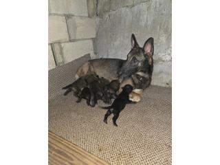 Belga Malinois Puerto Rico