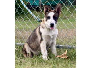 German Shepherd AKC  Puerto Rico