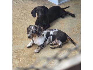 Dachshund Puerto Rico
