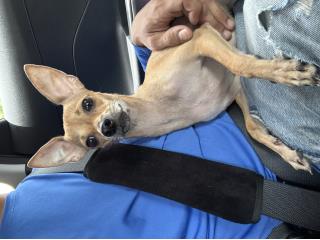 Chihuahua hembra de 9 meses regalando Puerto Rico