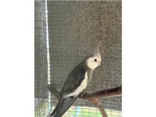 Cockatiel Puerto Rico
