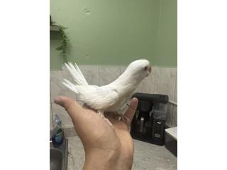 Ringneck blanco   Puerto Rico