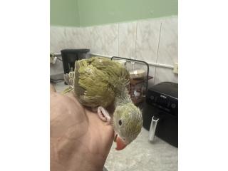 Ringneck green cinnamon   Puerto Rico