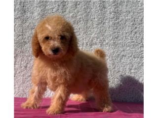 Minidoodle Puerto Rico