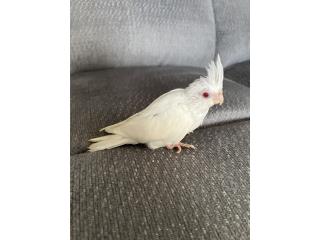 Cockatieles Bebe Puerto Rico