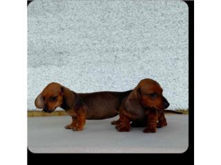 Salchicha minis  Puerto Rico