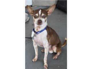 Chihuahua en adopción  Puerto Rico