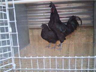 Pareja de ayam cemani  Puerto Rico