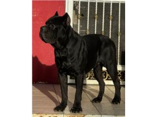 Cane Corso hembras y machos  Puerto Rico