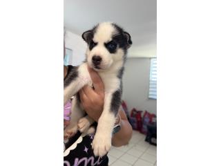 Venta de Siberian Husky puppy hermoso $400 Puerto Rico