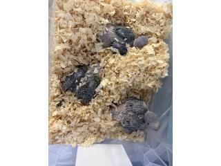Ring neck hand feed  Puerto Rico