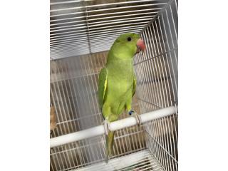 Ring neck joven verde  Puerto Rico