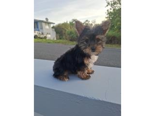 Yorkie macho Puerto Rico
