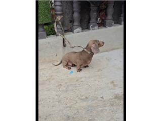 Adopción  Puerto Rico