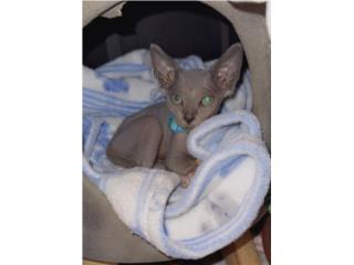 Precioso Sphynx Puerto Rico
