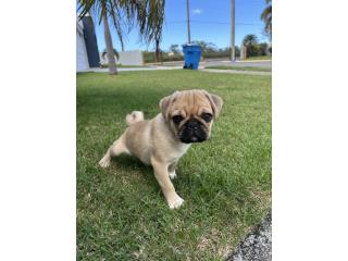 Pug Puerto Rico