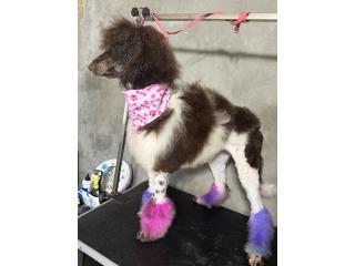Golden doodle party color 500 Puerto Rico