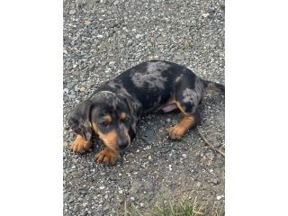 Hermoso perrito Salchicha  Puerto Rico