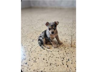 Chihuahua merle hembra Puerto Rico